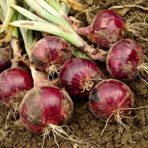 Red Burgundy Onion Seeds