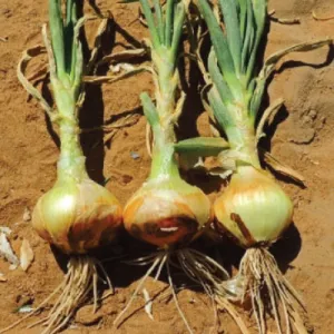 Utah Yellow Sweet Spanish Onion Seeds