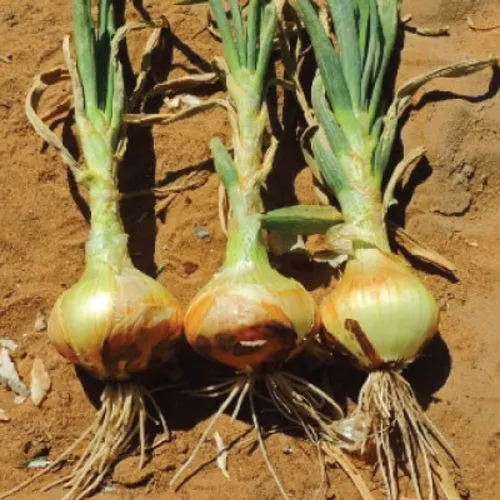Utah Yellow Sweet Spanish Onion Seeds